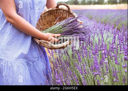 Person with a bouquet of lavender in a basket. Stock photo Lavender in Provence, France. Blooming Violet fragrant lavender flowers.Growing Lavender swaying on wind over, harvest. Copy space Stock Photo