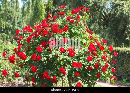 Standard rose 'Scarlet Meyandekor' - flowers are dark red, saturated shade, double (15-20 petals, 20-25 flowers on a branch). Stock Photo