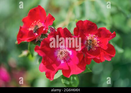 Ground cover rose 'Rouge Meilandecor' - crimson flowers with a light center and yellow stamens, simple 5-7cm in diameter. Stock Photo