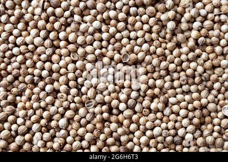 Dried coriander seeds Stock Photo