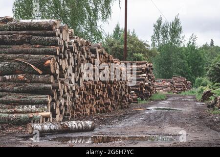 Piled pine tree logs in forest. Stacks of cut wood. Wood logs, timber logging, industrial destruction. Forests illegal Disappearing. Stock Photo