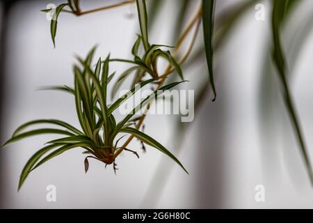 Spider plant (Chlorophytum comosum) on the balcony with orange wall. Decorative houseplant with long leaves on sunlit loggia Stock Photo