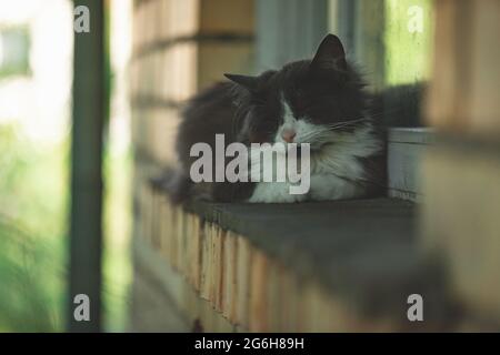 grey fluffy cat sleeping on brick houses windowsill. Homeless cat sleeping outside the house Stock Photo