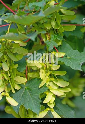 Fruits from the maple tree, acer, in summer Stock Photo