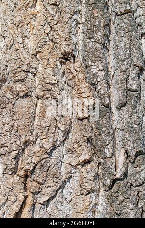 Bark from the poplar tree Stock Photo