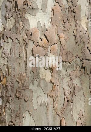 Bark from the plane tree Stock Photo