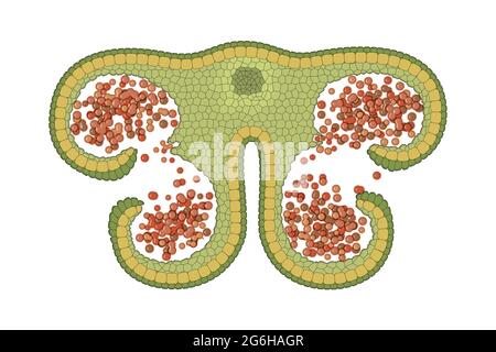 Anthers are the pollen producing part of the flower. Anther structure Stock Photo