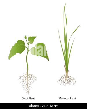 Difference between Monocotyledon and Dicotyledon plants Stock Photo