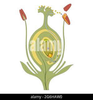 Embryo in Flowering Plants. Ovary structure and fertilization Stock Photo