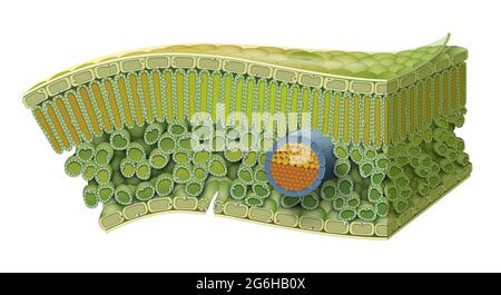 Cellular Structure of Leaf. Internal Leaf Structure a leaf is made of many layers that are sandwiched between two layers of tough skin cells Stock Photo