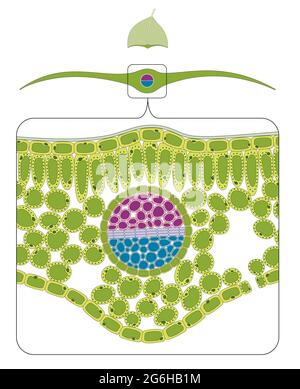 Cross Section of Leaf Diagram. Vector illustration Stock Photo