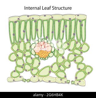 Internal structure of a leaf Stock Photo