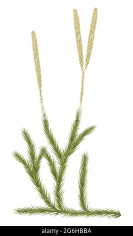 Clubmoss or Lycopodium Stock Photo