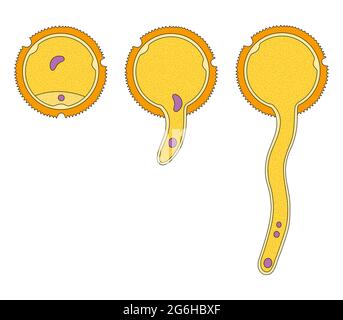 Germination of pollen grain Stock Photo