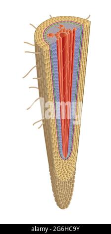 Structure of plant root Stock Photo