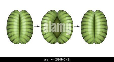 The opening and closing of stomata Stock Photo