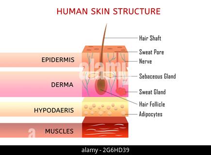 Diagram of human skin structure Stock Photo - Alamy