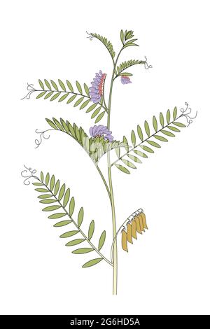 Vicia cracca (blue vetch) Stock Photo