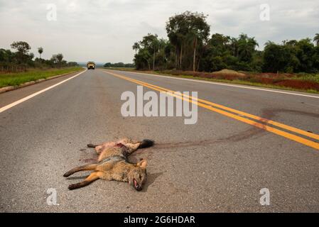 A Crab-eating Fox (Cerdocyon thous) killed by a vehicle on a road near Jardim, Mato Grosso do Sul, Brazil Stock Photo