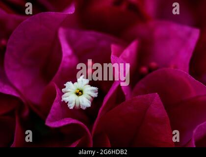 bougainvillaea in fence around the house in Ha noi, Vietnam. Detail of these  flower look like the abstract picture. Stock Photo
