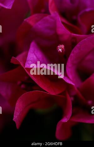 bougainvillaea in fence around the house in Ha noi, Vietnam. Detail of these  flower look like the abstract picture. Stock Photo