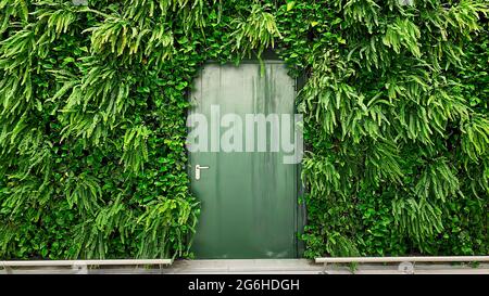 Metal green door on the background of a wall of green plants. Stock Photo