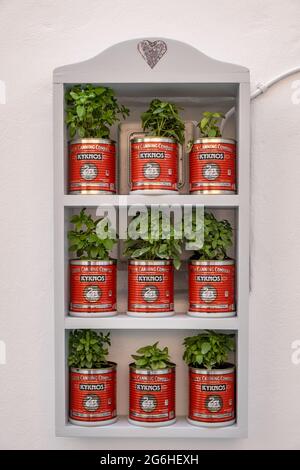 Paros island, Cyclades, Greece. May 20, 2021. Potted basil plants on wooden white shelves concept. Fresh aromatic green basilicum grow in tomato paste Stock Photo