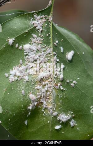 Citrus mealybug (Planococcus citri) infestation on the leaves and stem of a bougainvillea plant grown on a conservatory, Berkshire, April Stock Photo