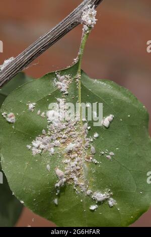 Citrus mealybug (Planococcus citri) infestation on the leaves and stem of a bougainvillea plant grown on a conservatory, Berkshire, April Stock Photo