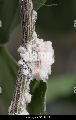 Citrus mealybug (Planococcus citri) infestation on the leaves and stem of a bougainvillea plant grown on a conservatory, Berkshire, April Stock Photo