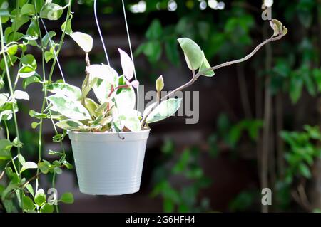 Hoya carnosa compacta,Hoya Compacta or hoya tricolor plant Stock Photo