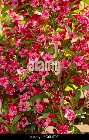 Weigela 'Looymansii Aurea' flowering profusely, bee friendly plant