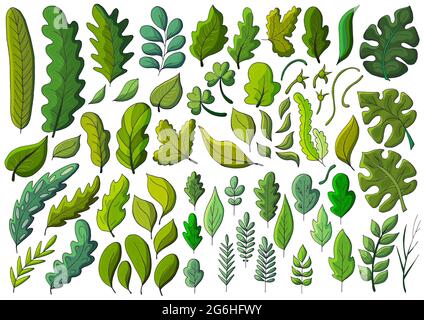 Large collection of green leaves. Vector elements for your design. Leaves of monstera, trees, flowers. Set of vector illustrations in hand draw style Stock Vector