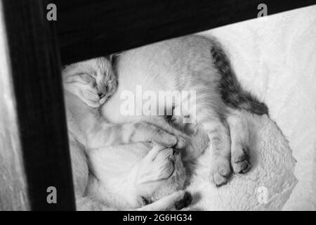 Lynx Point Siamese kittens snuggling together Stock Photo