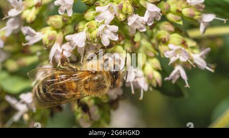 The bee collects nectar from the flowers Stock Photo