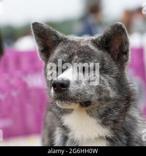 Japanese akita inu Stock Photo