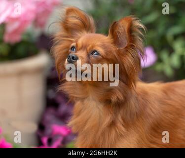 Russian Toy terrier Stock Photo