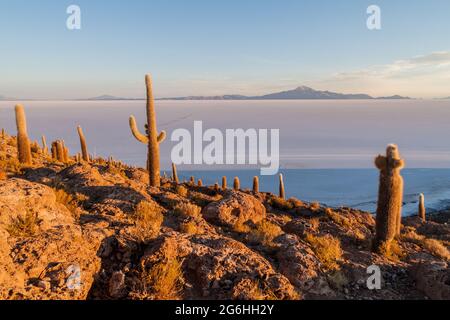 Isla Incahuasi (Isla del Pescado) in the middle of the world's biggest salt plain Salar de Uyuni, Bolivia. Island is covered in Trichoreus cactus. Stock Photo