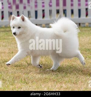 american eskimo dog, Japanese spitz Stock Photo