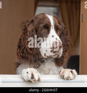 english springer spaniel Stock Photo