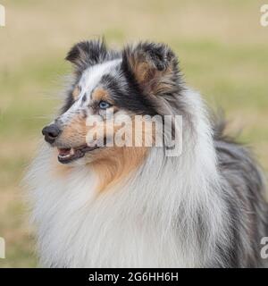 shetland sheepdog Stock Photo