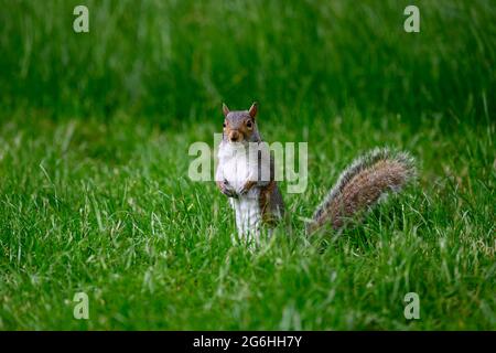 squirrel in Hyde Park, London Stock Photo