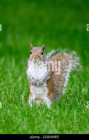 squirrel in Hyde Park, London Stock Photo