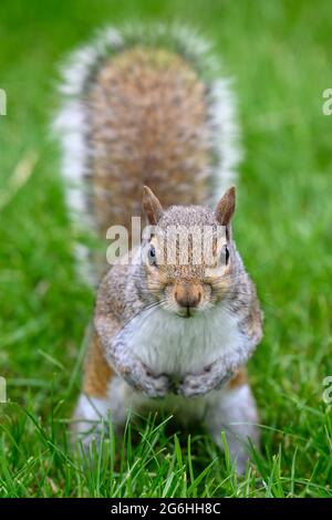 squirrel in Hyde Park, London Stock Photo