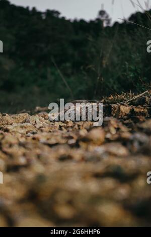 Take a close look at the rocks in nature Stock Photo