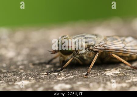 A hunting Band-eyed Brown Horsefly, Tabanus bromius, perching on a wooden fence at the edge of woodland. Stock Photo