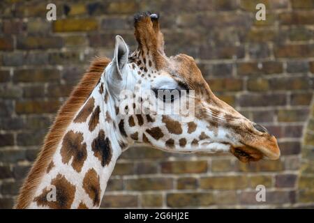 Giraffe animal at London Zoo Stock Photo
