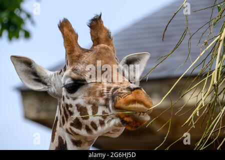 Giraffe animal at London Zoo Stock Photo