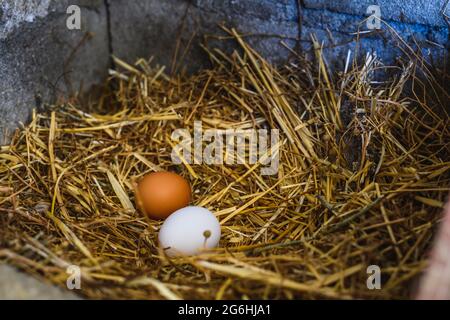 two freshly laid chicken eggs in straw on the farm Stock Photo