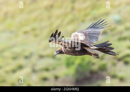 An immature Wedge-tailed Eagle hunting near Melbourne ,Victoria, Australia Stock Photo